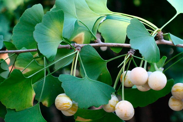 Ginkgo biloba - an exotic herb for improving potency
