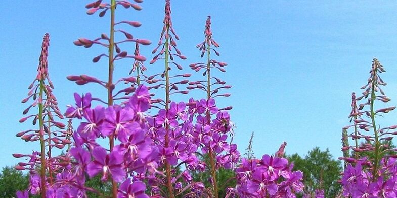 Herbs to increase the power of men